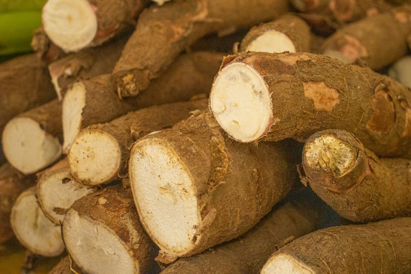 Freshly cut cassava roots