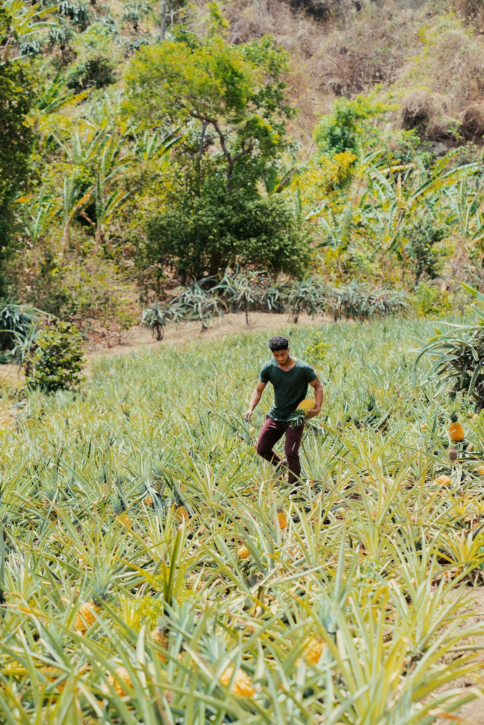 A farmer walking through a pineapple farm