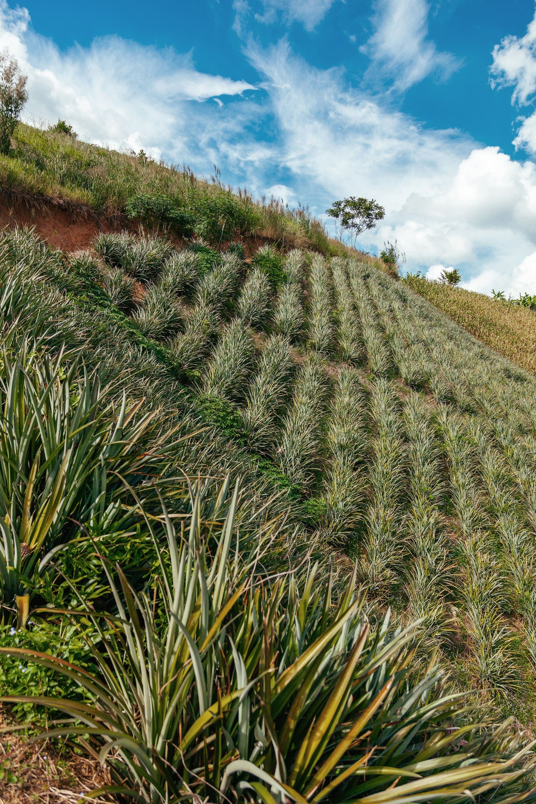 Rows of pineapple plants growing on a sunny hillside